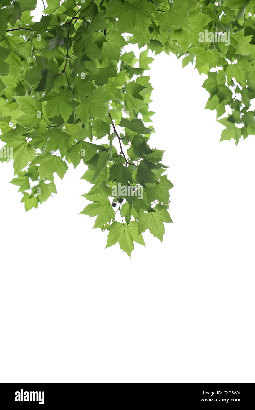 grüne Blätter des Phönix Baum Stockfoto