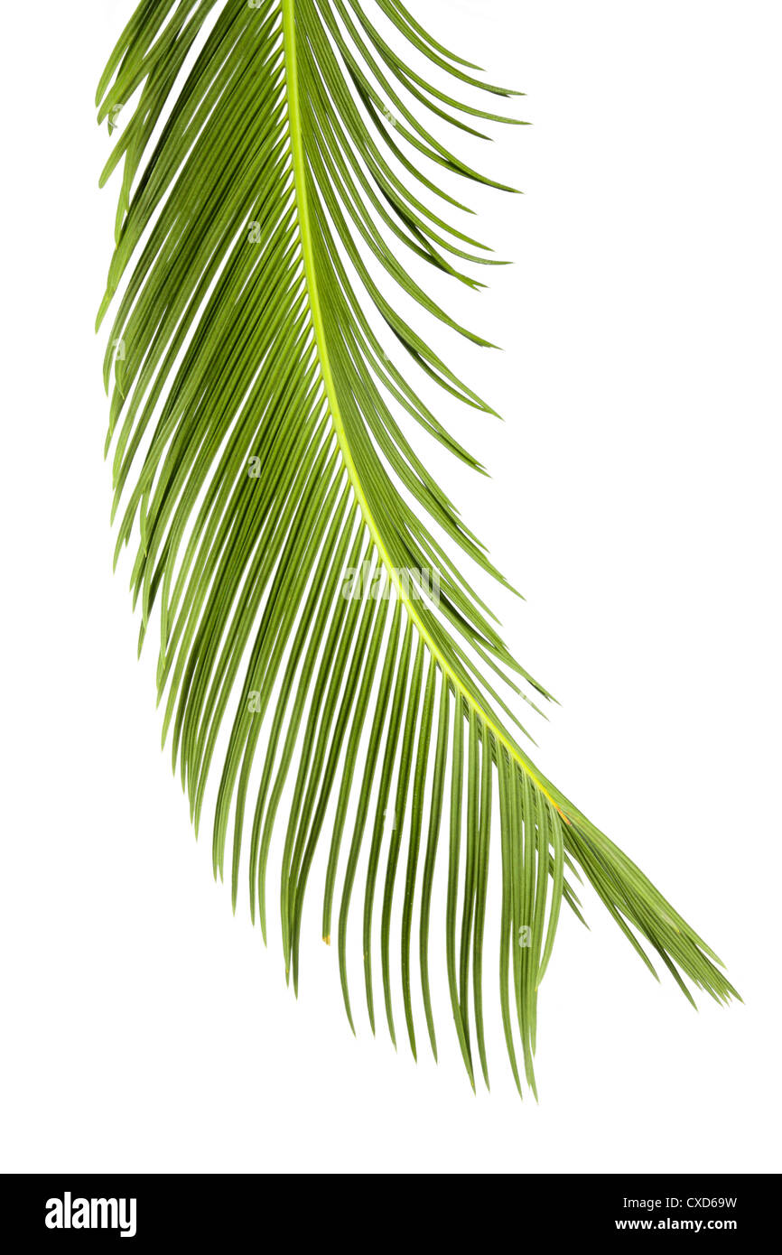Sago Cycas Blatt Stockfoto