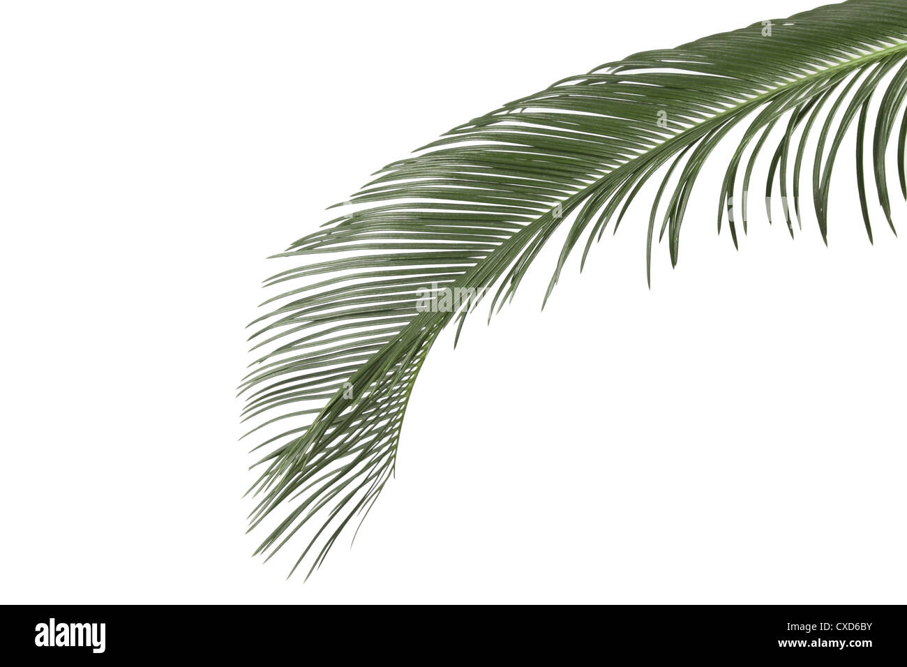 Green Palm Leaf Stockfoto