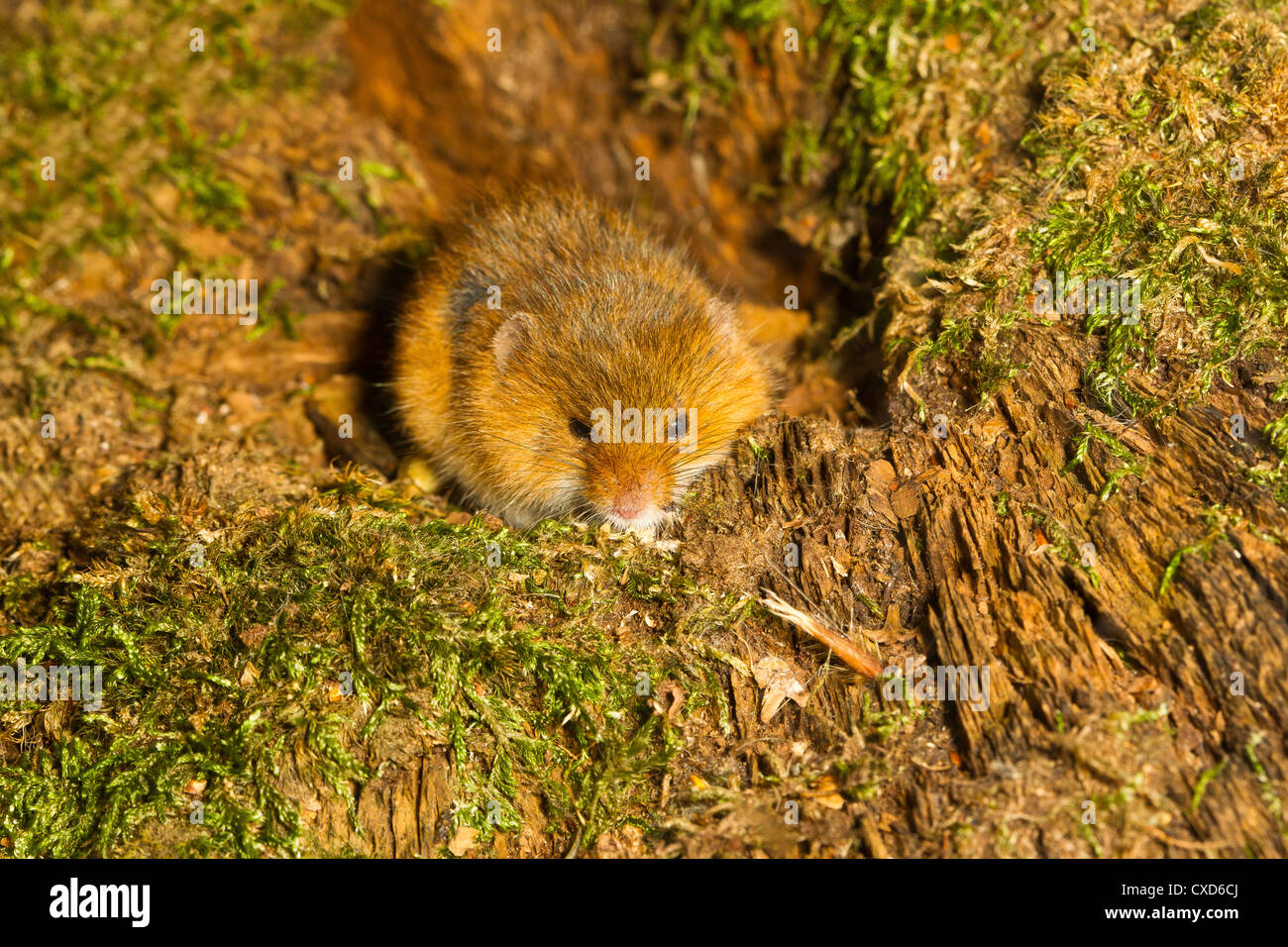 Ernte Maus (Micromys Minutus) In einem Moos bedeckt Baumstumpf Sitzen Stockfoto