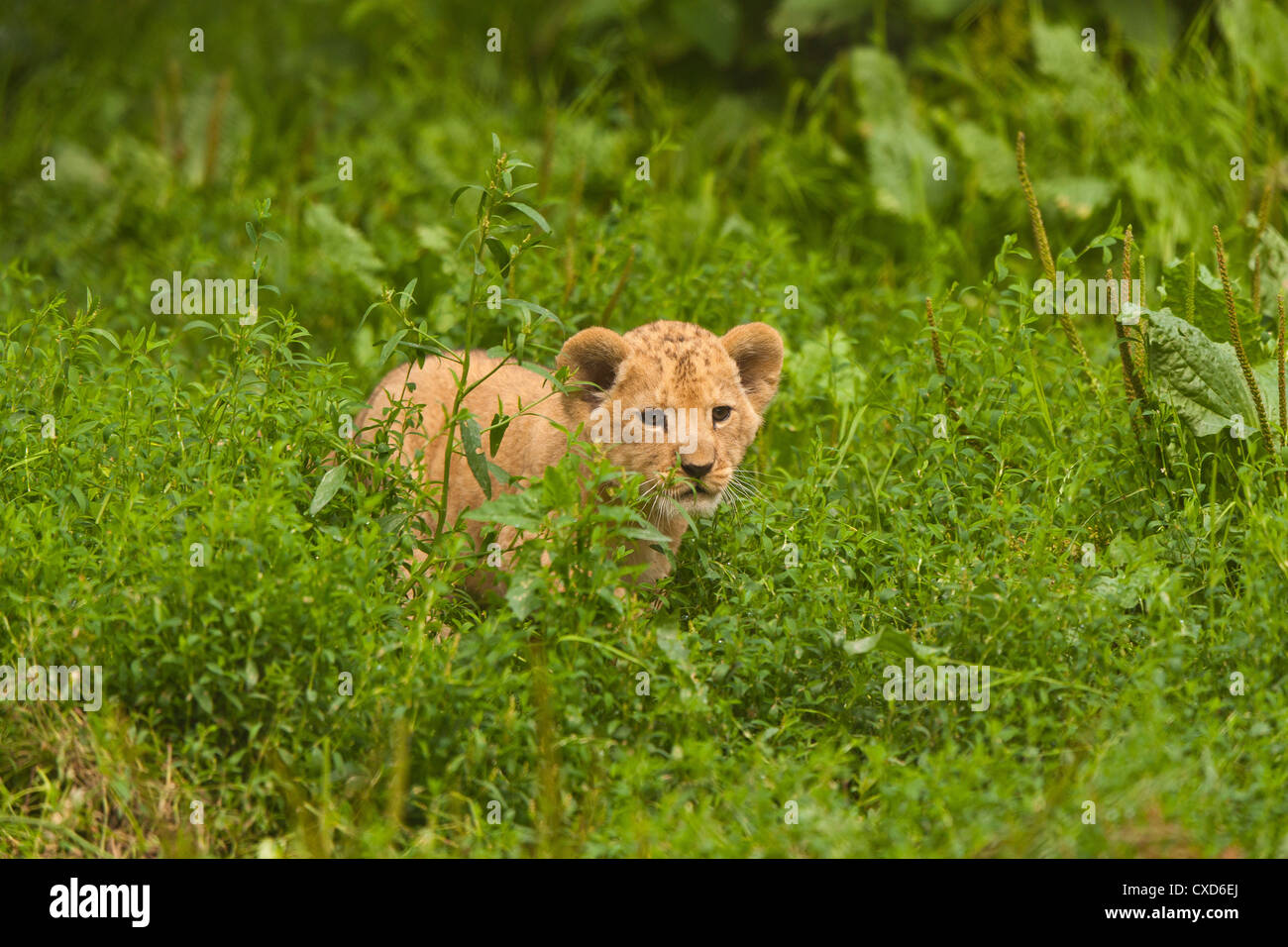 Barbary Lion Cub (Panthera Leo Leo) In langen Grass Stockfoto