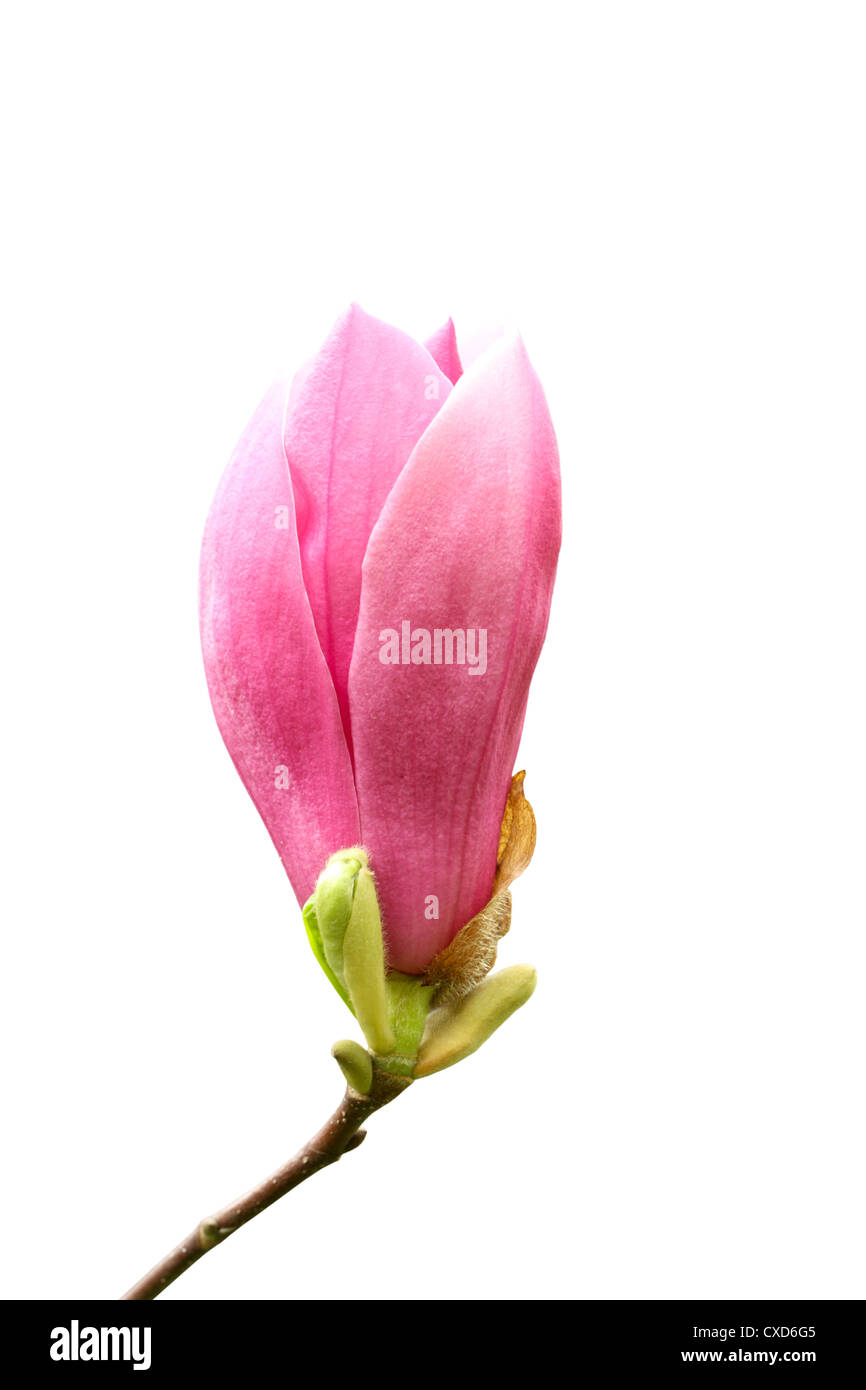 rote Magnolie Blume Stockfoto
