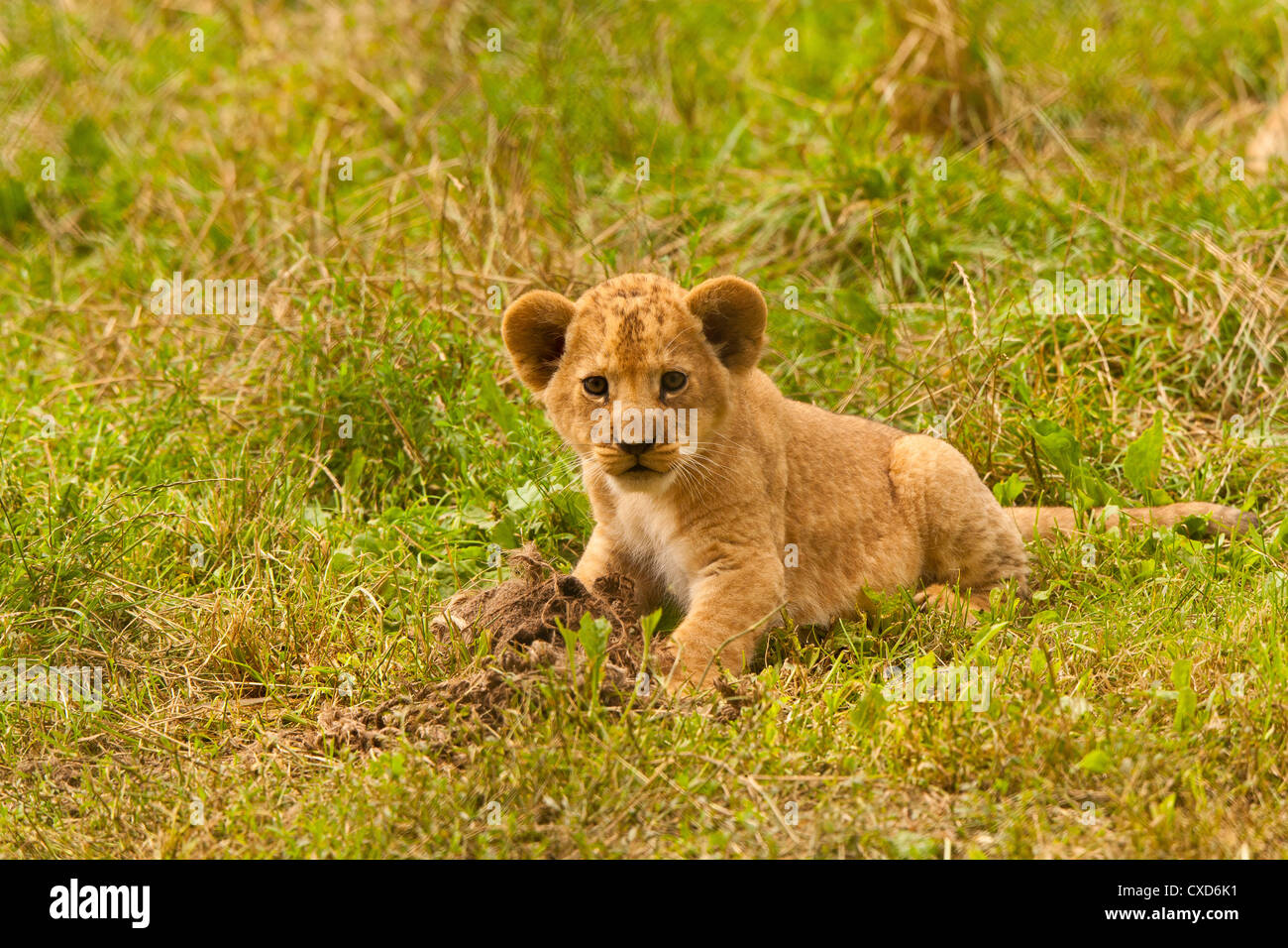 Barbary Lion Cub (Panthera Leo Leo) In langen Grass Stockfoto
