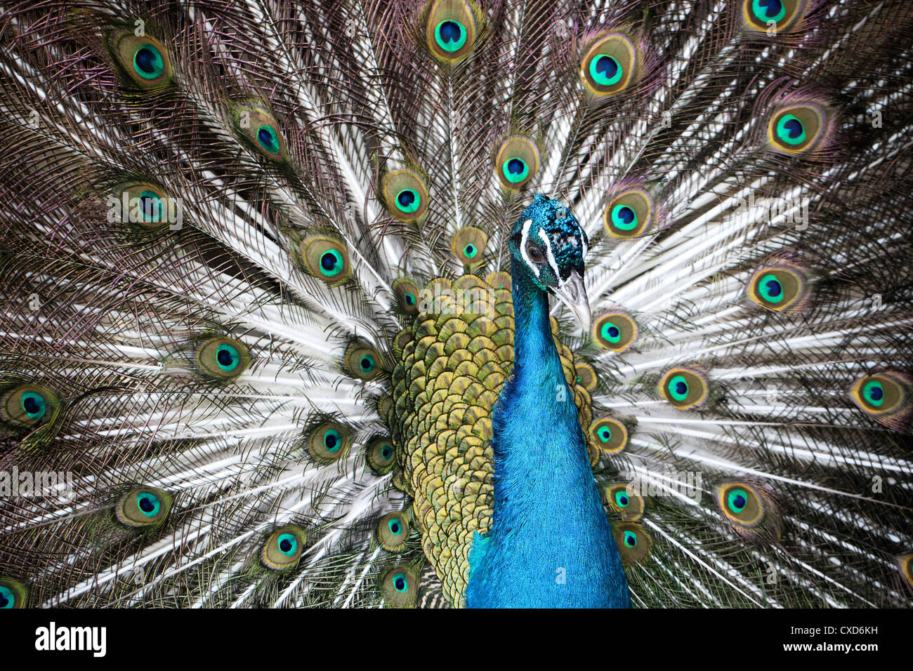 Pfau Stockfoto