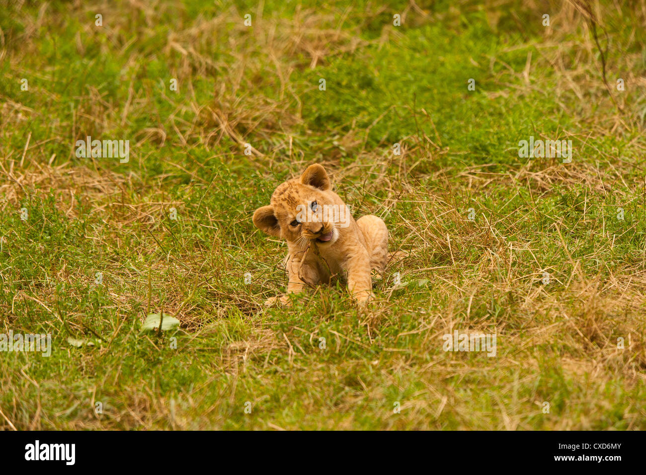 Barbary Lion Cub (Panthera Leo Leo) In langen Grass Stockfoto