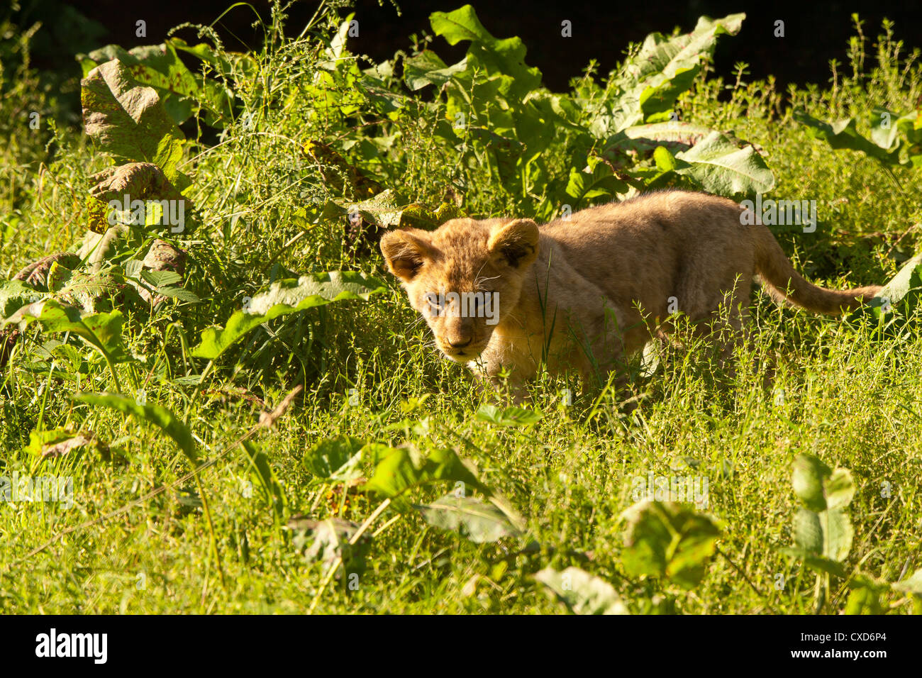 Barbary Lion Cub (Panthera Leo Leo) In langen Grass Stockfoto