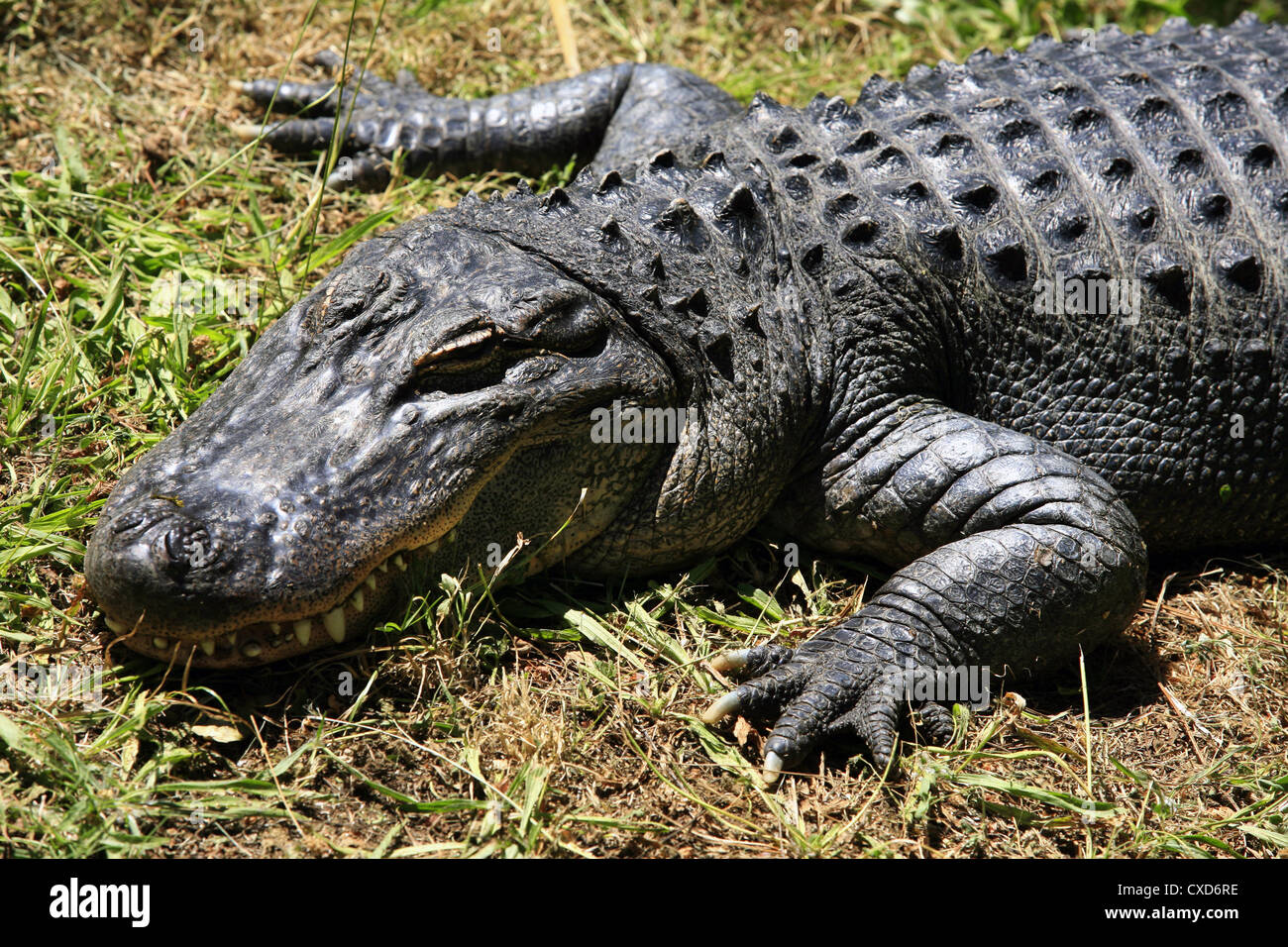 Großes Krokodil Sonnenbaden im Rasen. Neuseelandzoo Stockfotografie Alamy