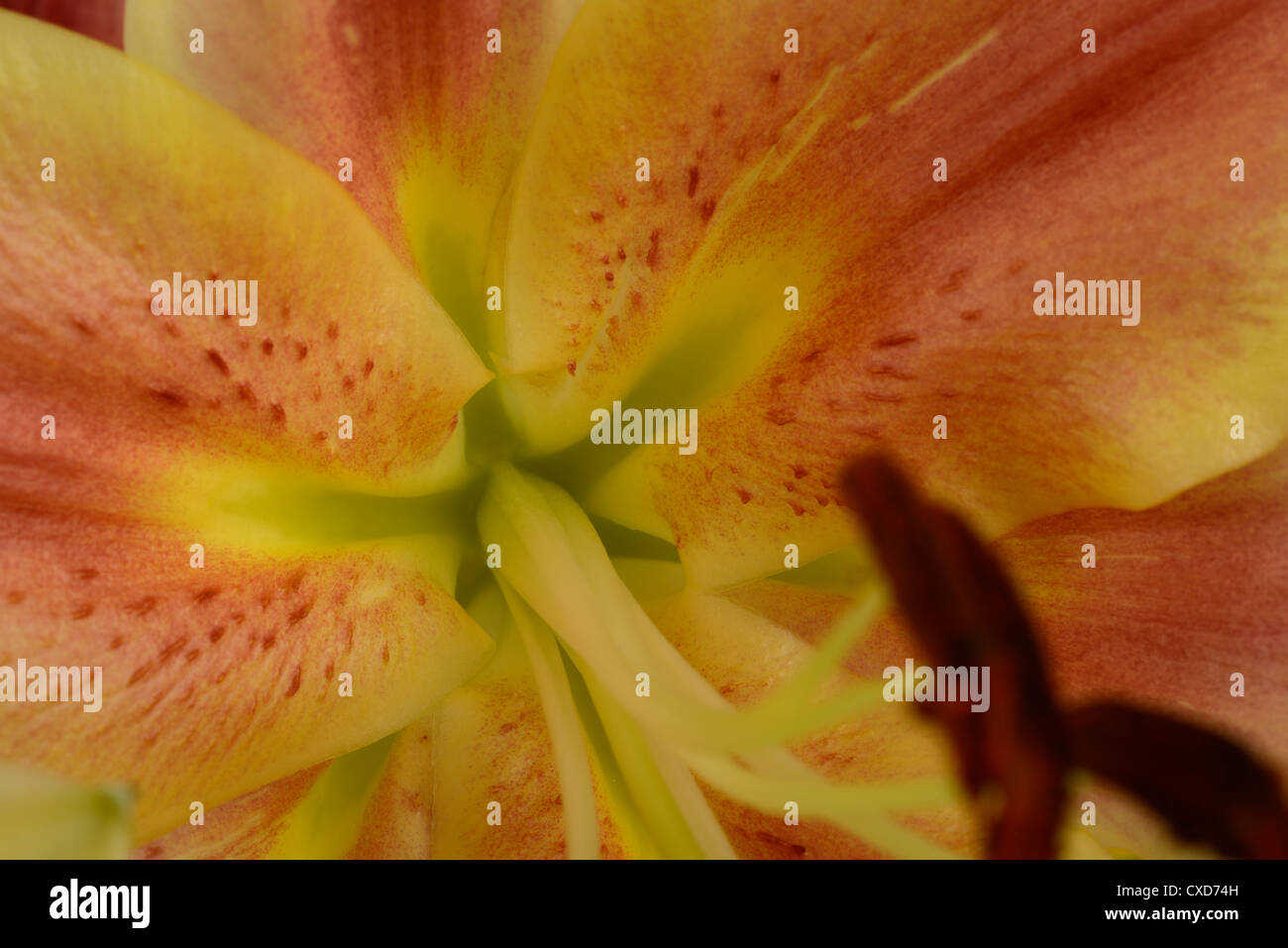 Nahaufnahme von Lilie Blume mit Pollen und Staubbeutel, zeige Styles entstehen. Stockfoto