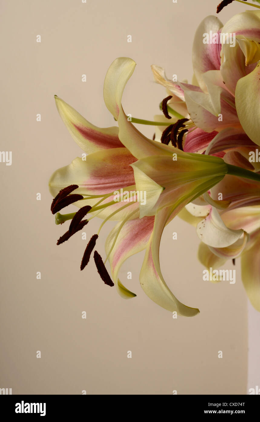 Nahaufnahme von Lilie Blume, Shocking, zeigt Stigma mit Pollen und Antheren genannt. Stockfoto