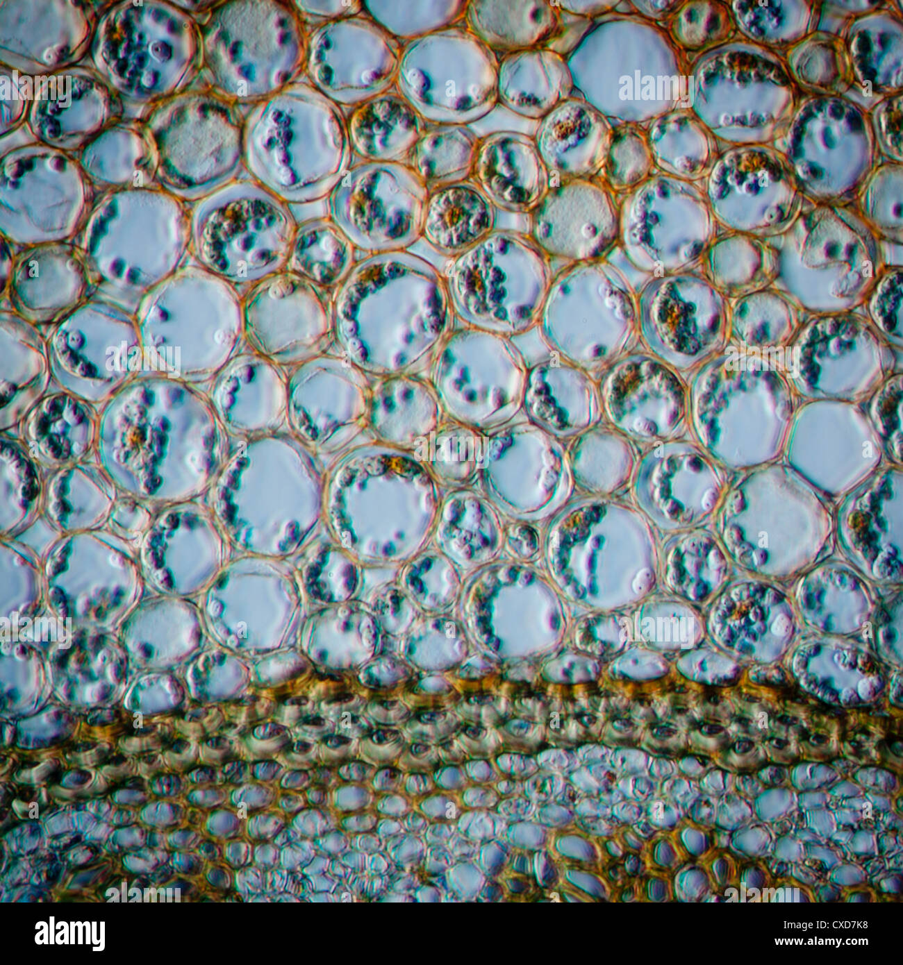 Wissenschaft Schliffbild Pflanzengewebe Wurzel Stockfoto