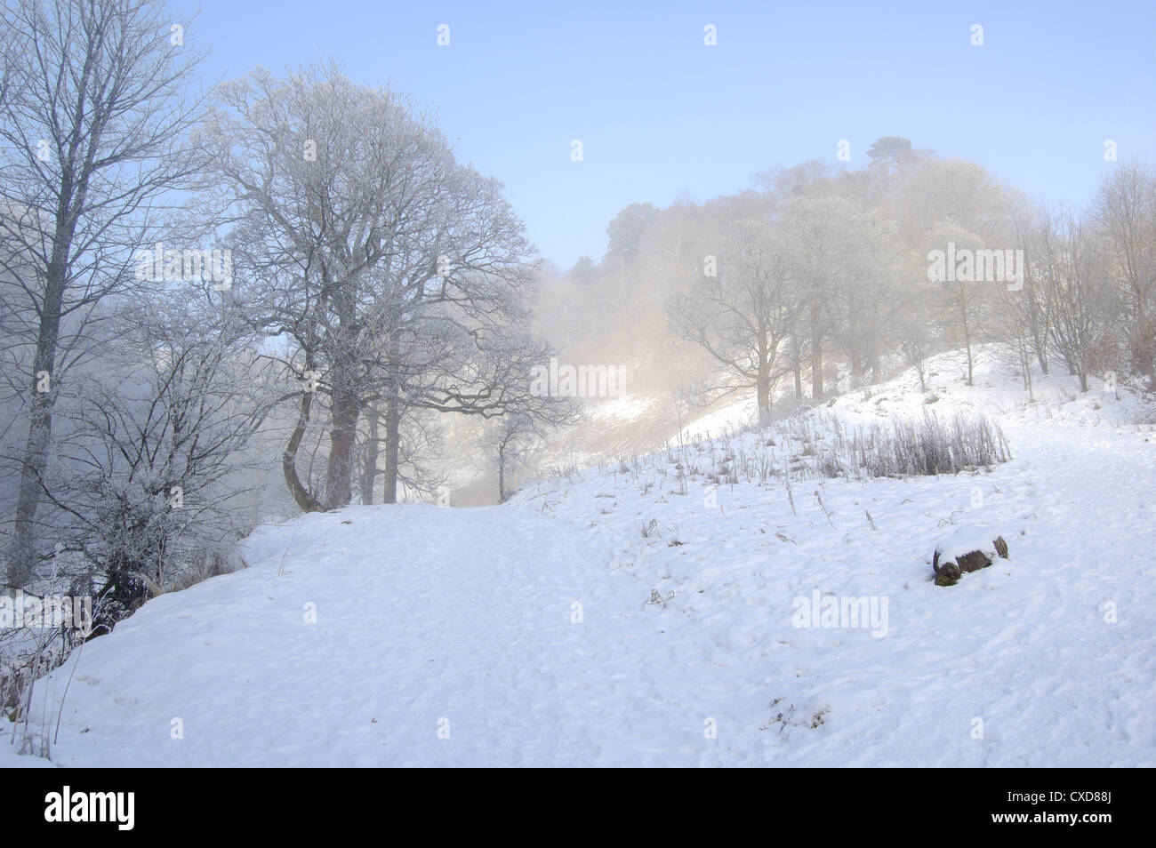 Nebligen Schneelandschaft in Campsie Glen in der Nähe von Glasgow, Schottland Stockfoto