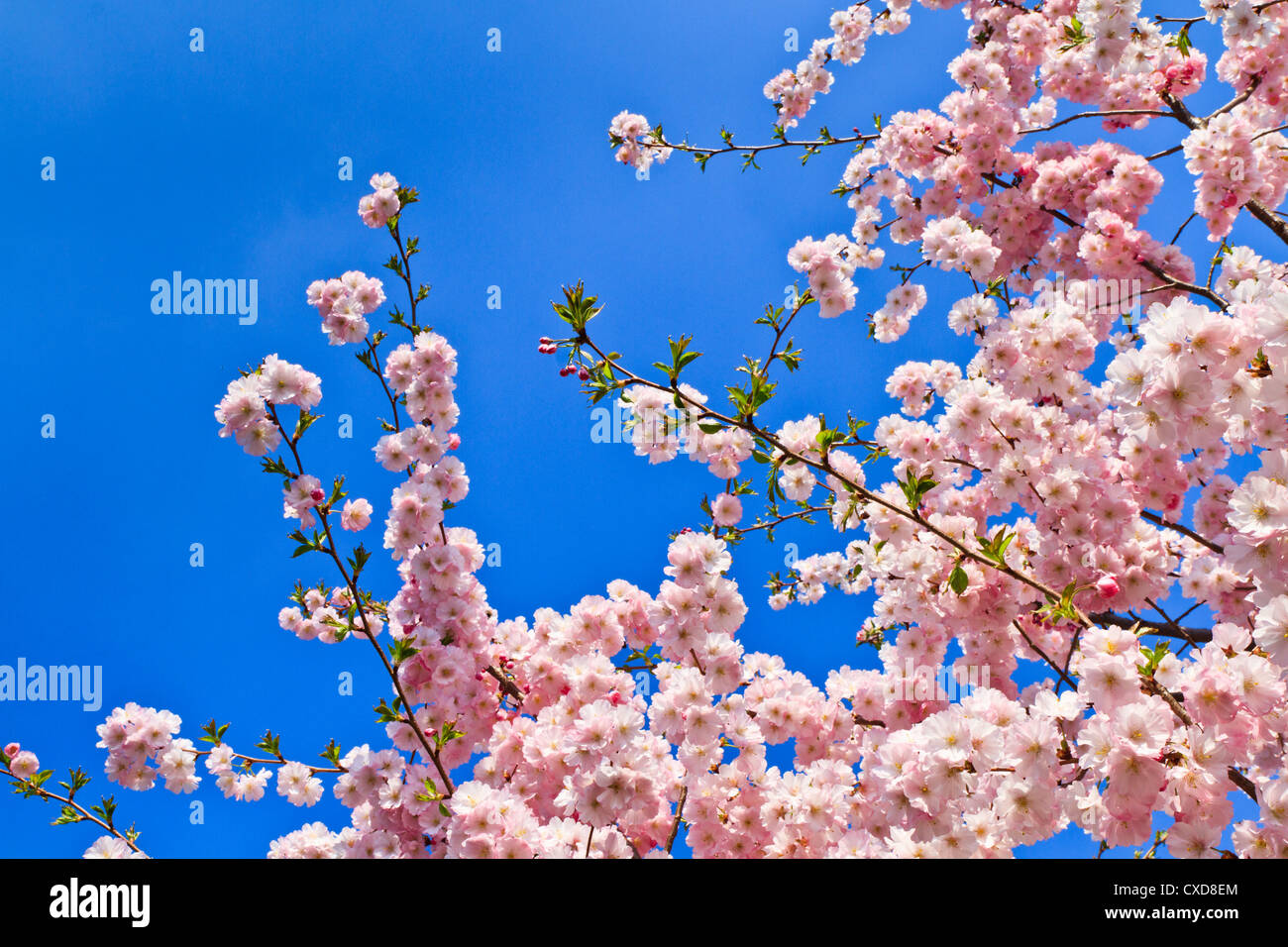 Frühling Kirschblüten (rosa) und blauer Hintergrund Stockfoto