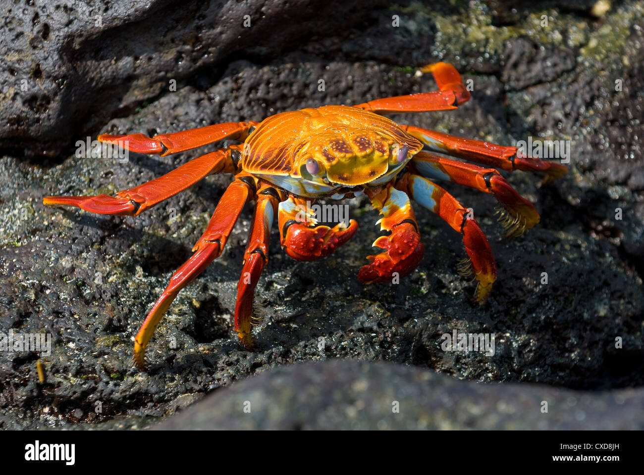 rote Krabbe auf dem Felsen, Galapagos-Inseln Stockfoto