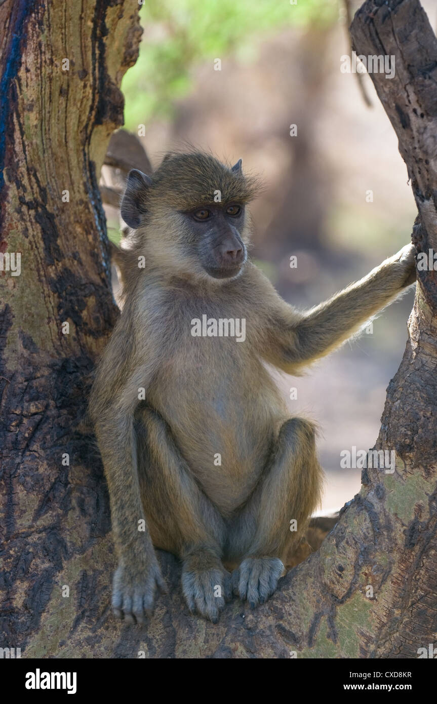 junge Pavian, Amboseli Nationalpark, Kenia Stockfoto