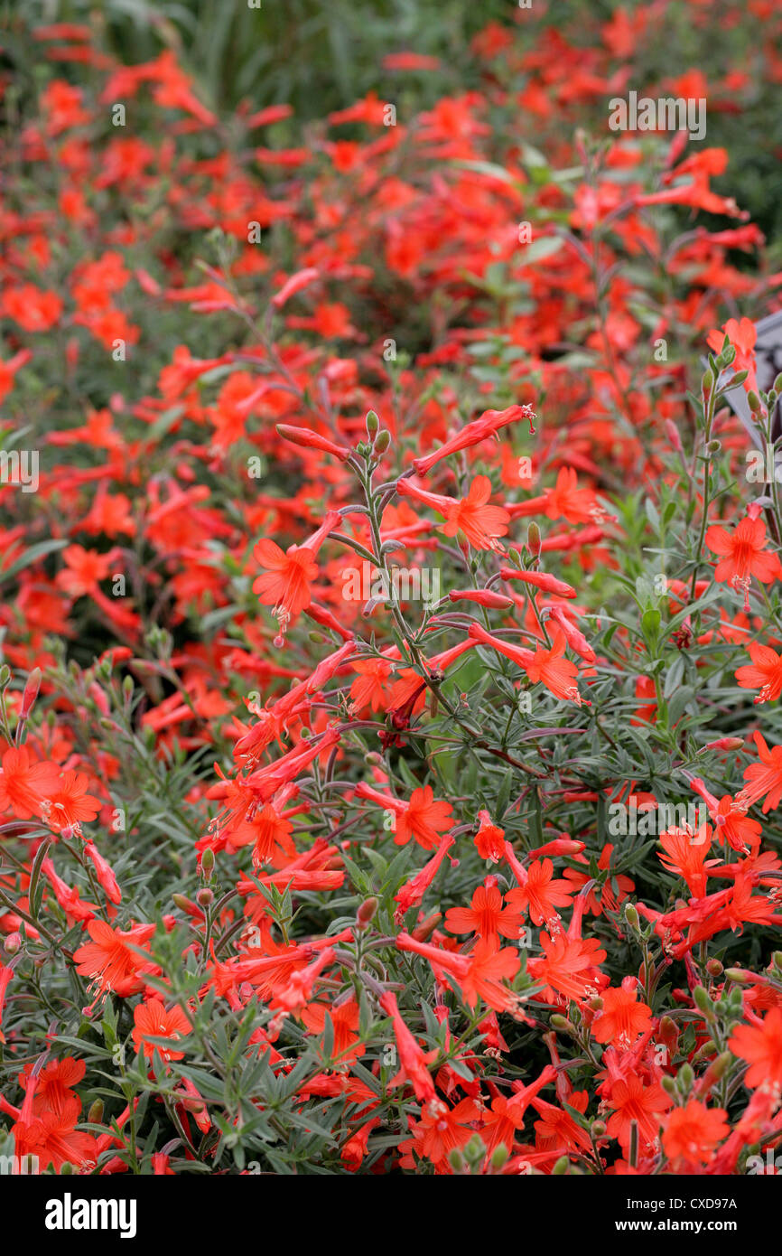 Kolibri Die Trompete Oder Kalifornische Fuschia Zauschneria Californica Dublin Onagraceae Aka Epilobium Canum Stockfotografie Alamy Kolibri Die Trompete Oder Kalifornische Fuschia Zauschneria Californica Dublin Onagraceae Aka Epilobium Canum Stockfotografie Alamy