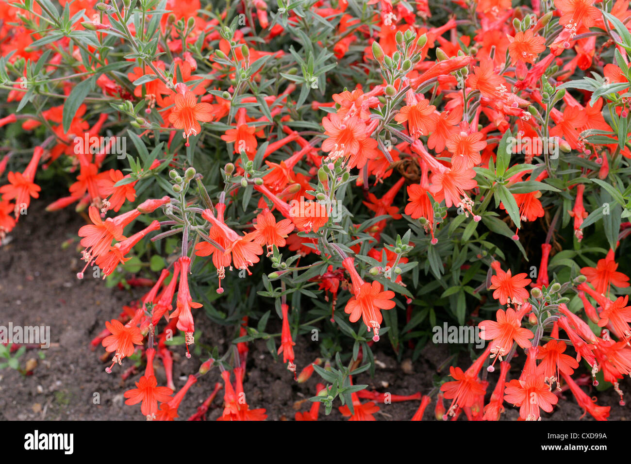 Kolibri Die Trompete Oder Kalifornische Fuschia Zauschneria Californica Dublin Onagraceae Aka Epilobium Canum Stockfotografie Alamy Kolibri Die Trompete Oder Kalifornische Fuschia Zauschneria Californica Dublin Onagraceae Aka Epilobium Canum Stockfotografie Alamy
