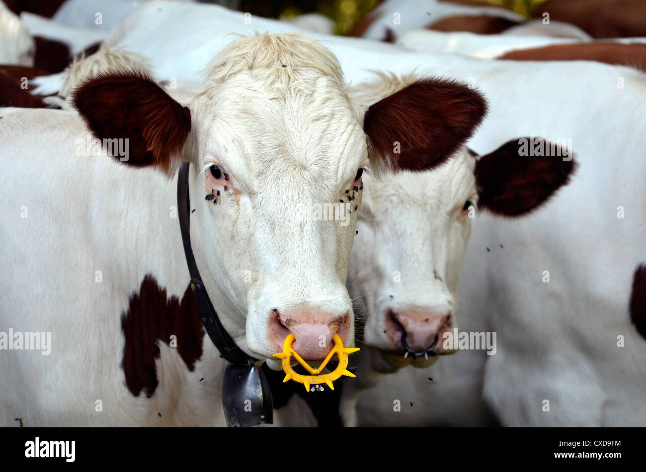 Weiße Kühe mit einem Ring in der Nase und zahlreiche fliegen um die Augen,  Region Rhône-Alpes in Frankreich Stockfotografie - Alamy