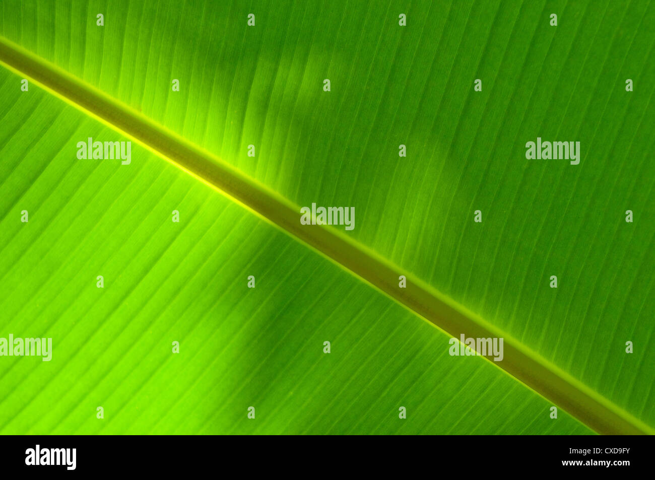 Banane Blatt Textur Stockfoto