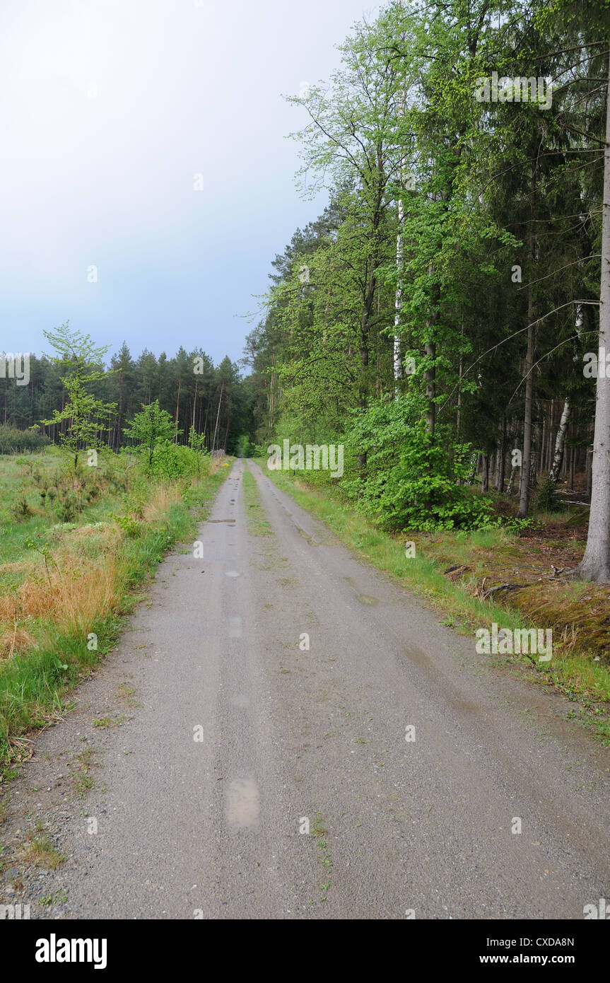 Unbefestigte Straße im Wald in der Nähe von Kersko, Mittelböhmischen Region. Stockfoto