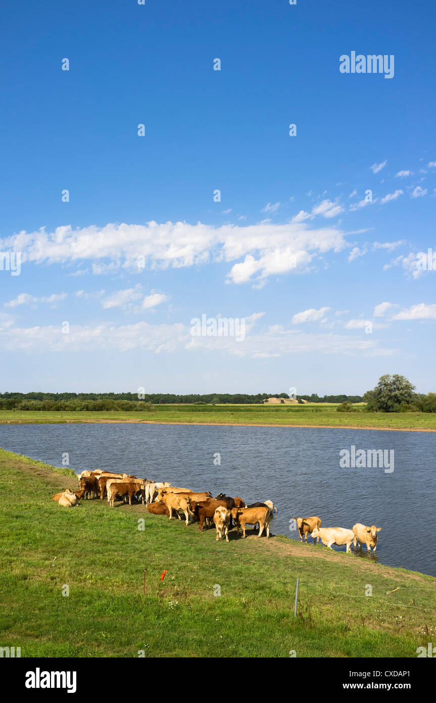 Rinder an einem See, Elbdeichvorland Naturreservat in der Nähe von Boizenburg Elbe, Mecklenburg-Western Pomerania, Deutschland, Europa Stockfoto