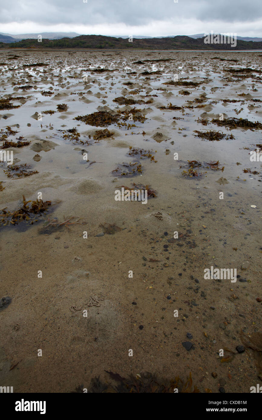 Wattwurm Cast, Algen und Shellsl über Schlamm und Sand Wohnungen. Castle Tioram, Highland, Schottland Stockfoto