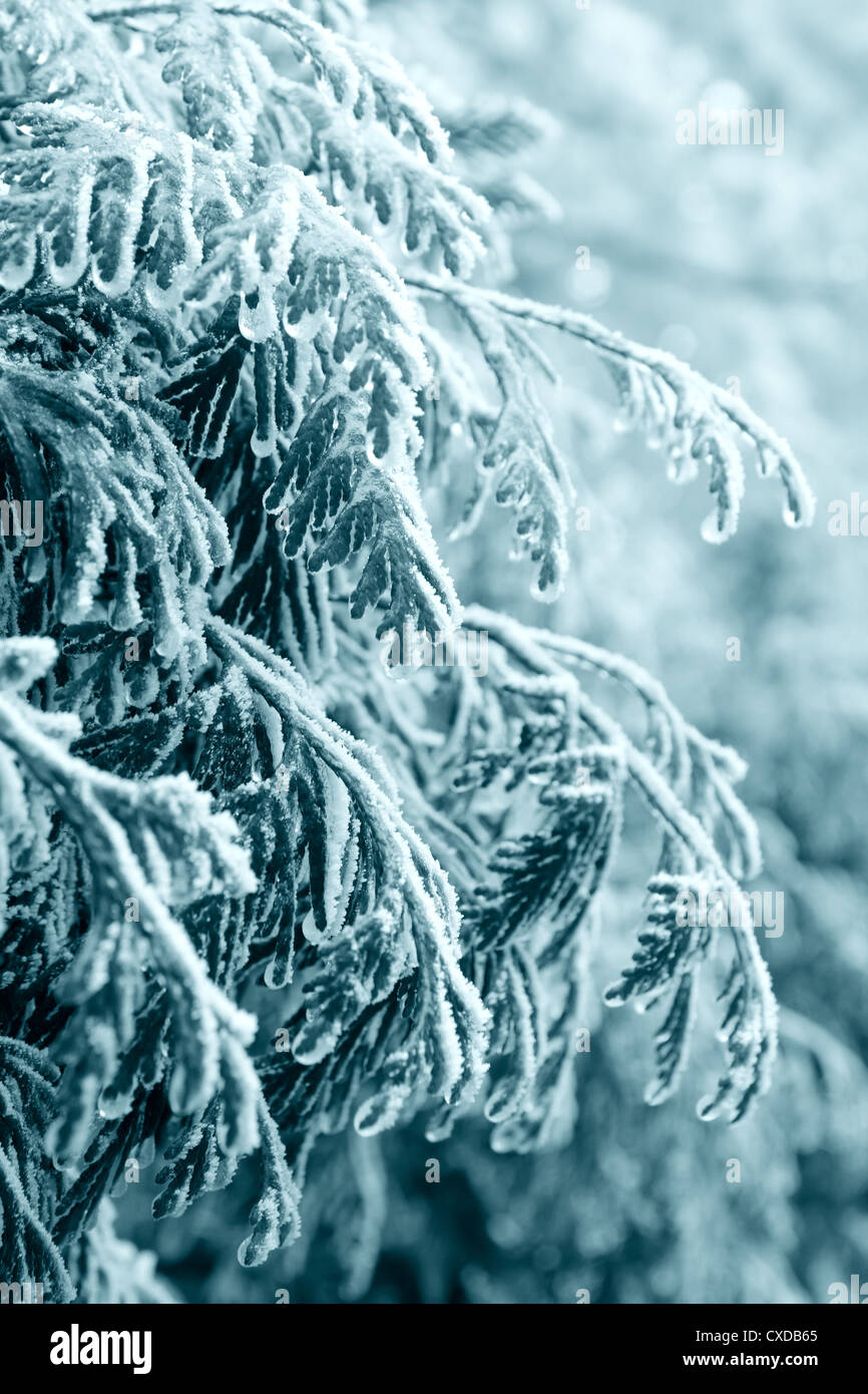 natürlichen frost Stockfoto