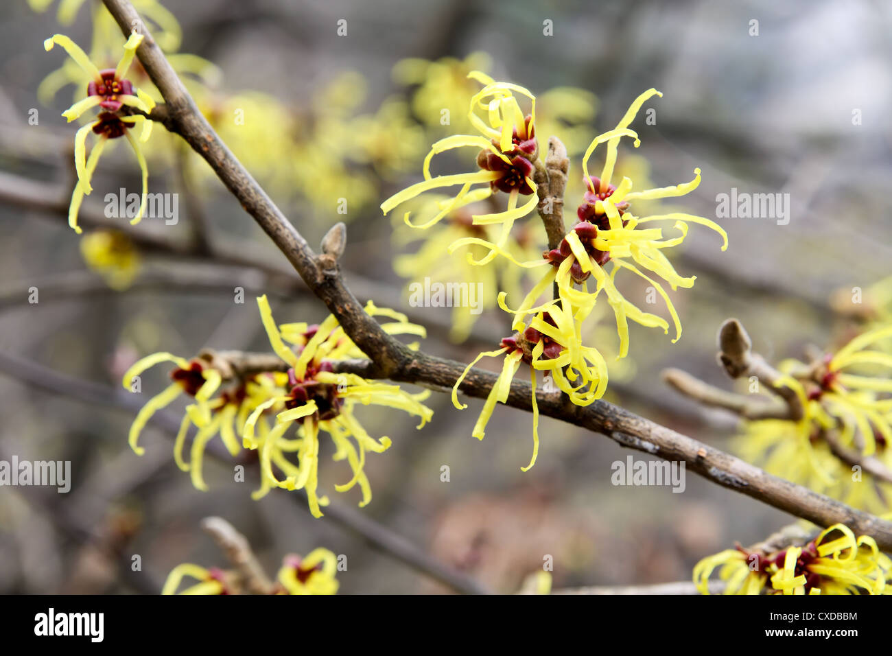 Hamamelis Stockfoto