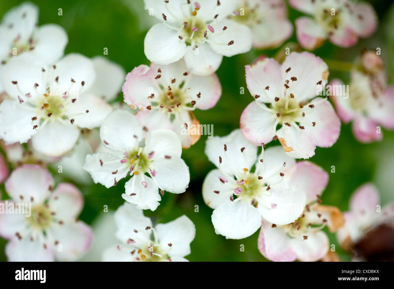 Weißdorn Blumen, Crataegus Monogyna, Queendown Warren, Kent UK Stockfoto