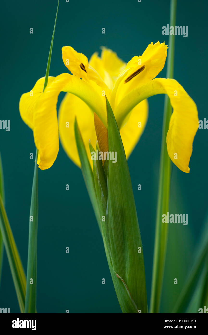 Gelbe Flagge Iris, Iris Pseudacorus, Kent UK Stockfoto