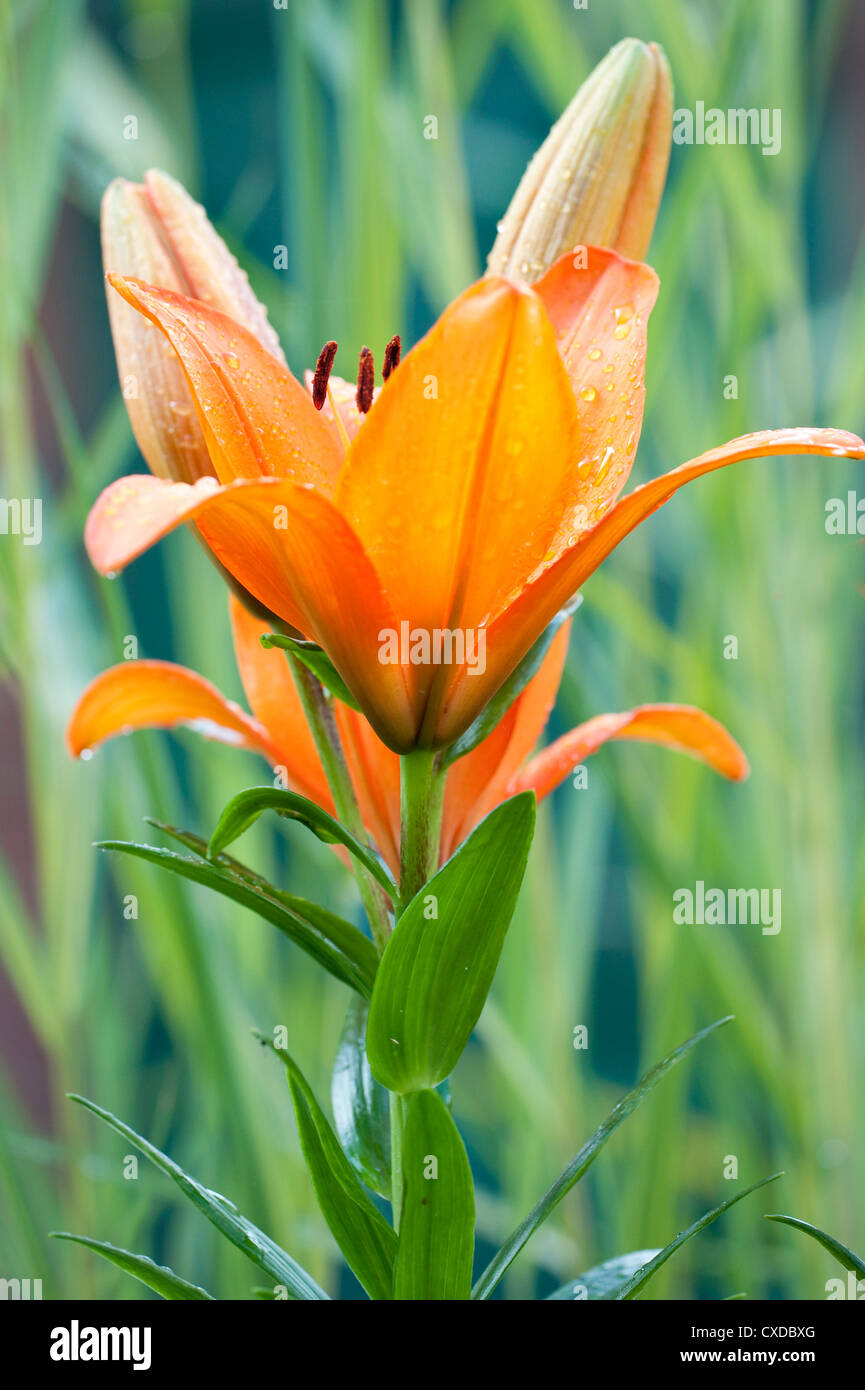 Orange Lilie Blume, Lilium, Garten Kent UK Stockfoto