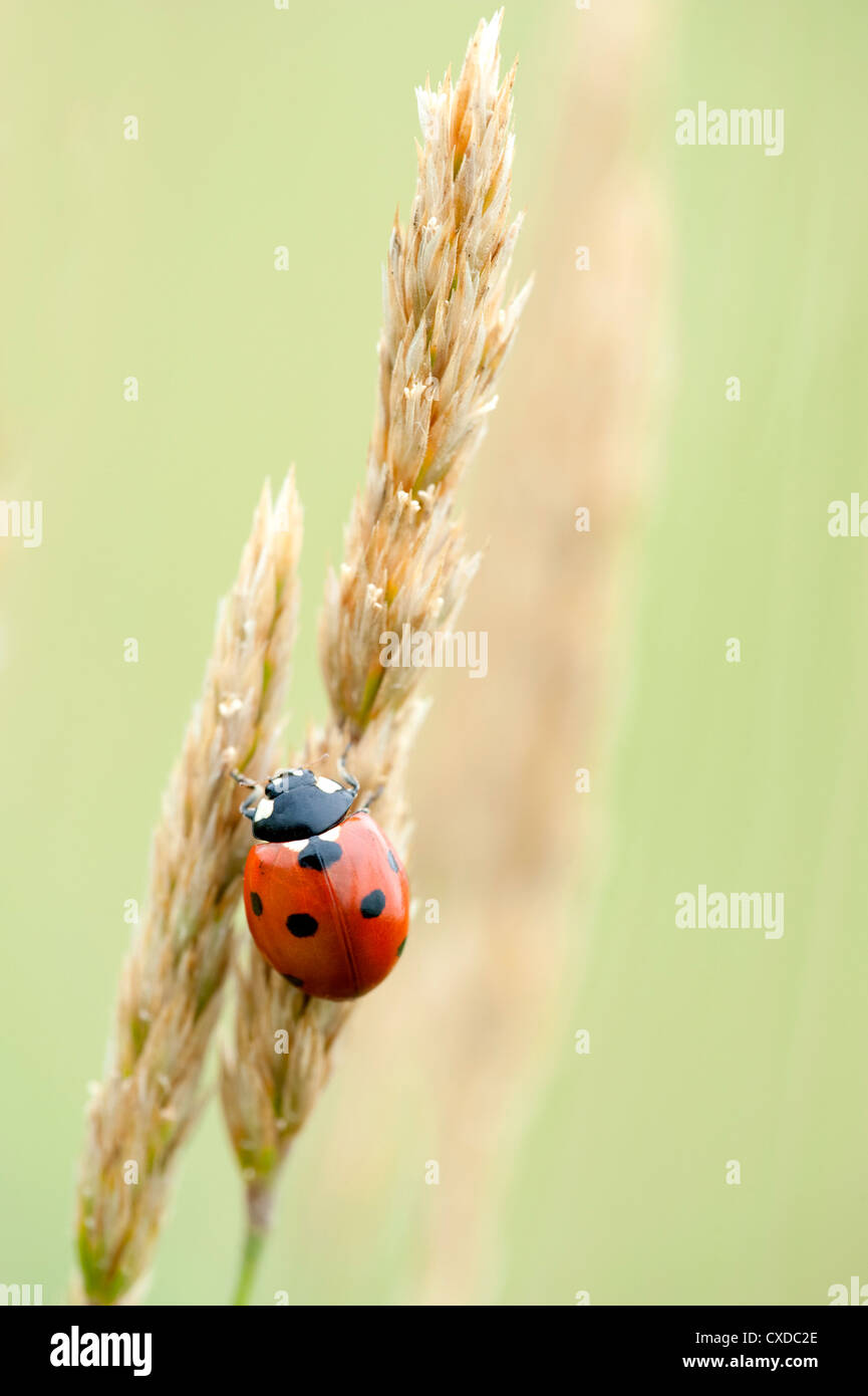 Sieben Spot Ladybird auf Gräser, Coccinella 7 Trommler, UK Stockfoto