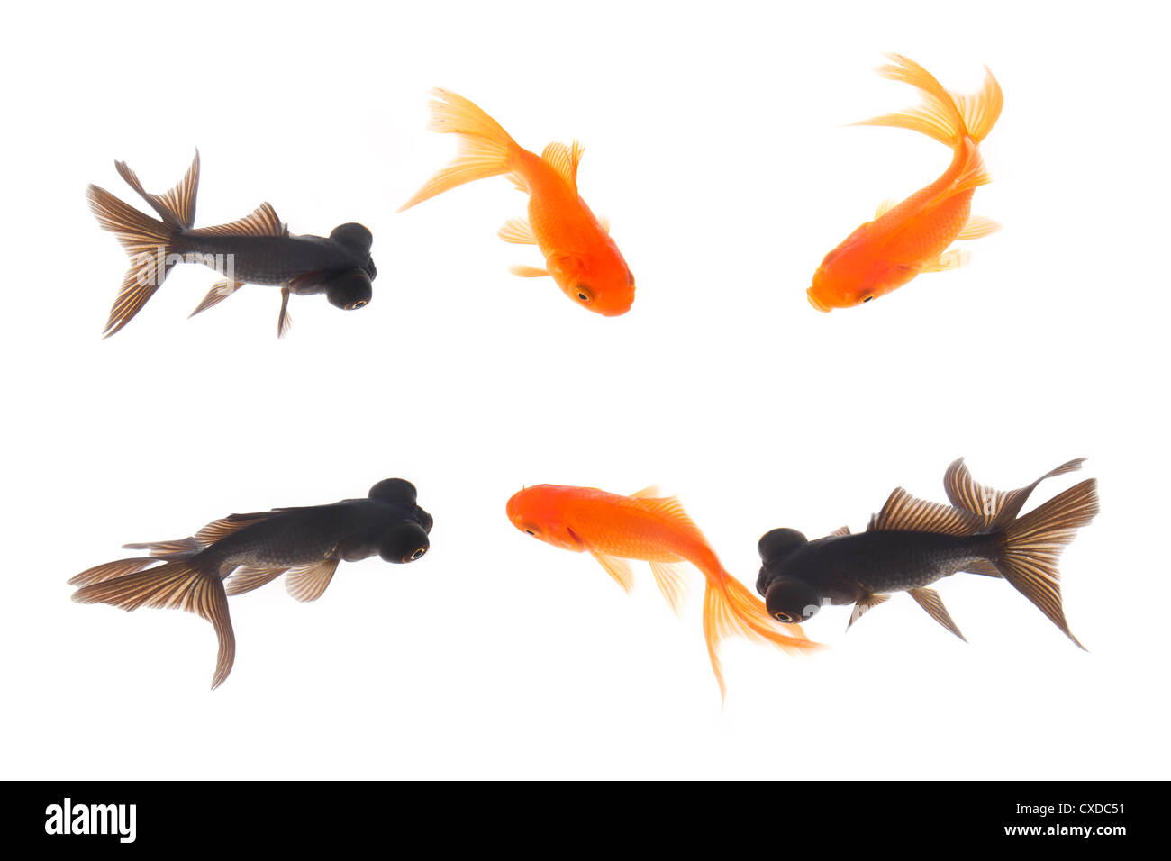 Goldfisch im Wasser Stockfoto