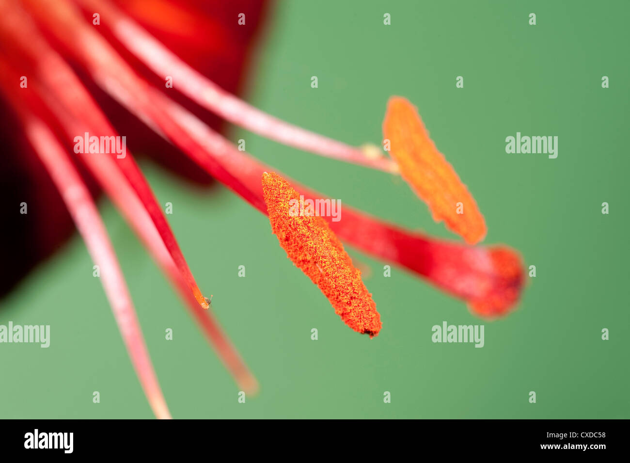 Nahaufnahme von Lily Flower, Staubblätter & Pollen, UK Stockfoto