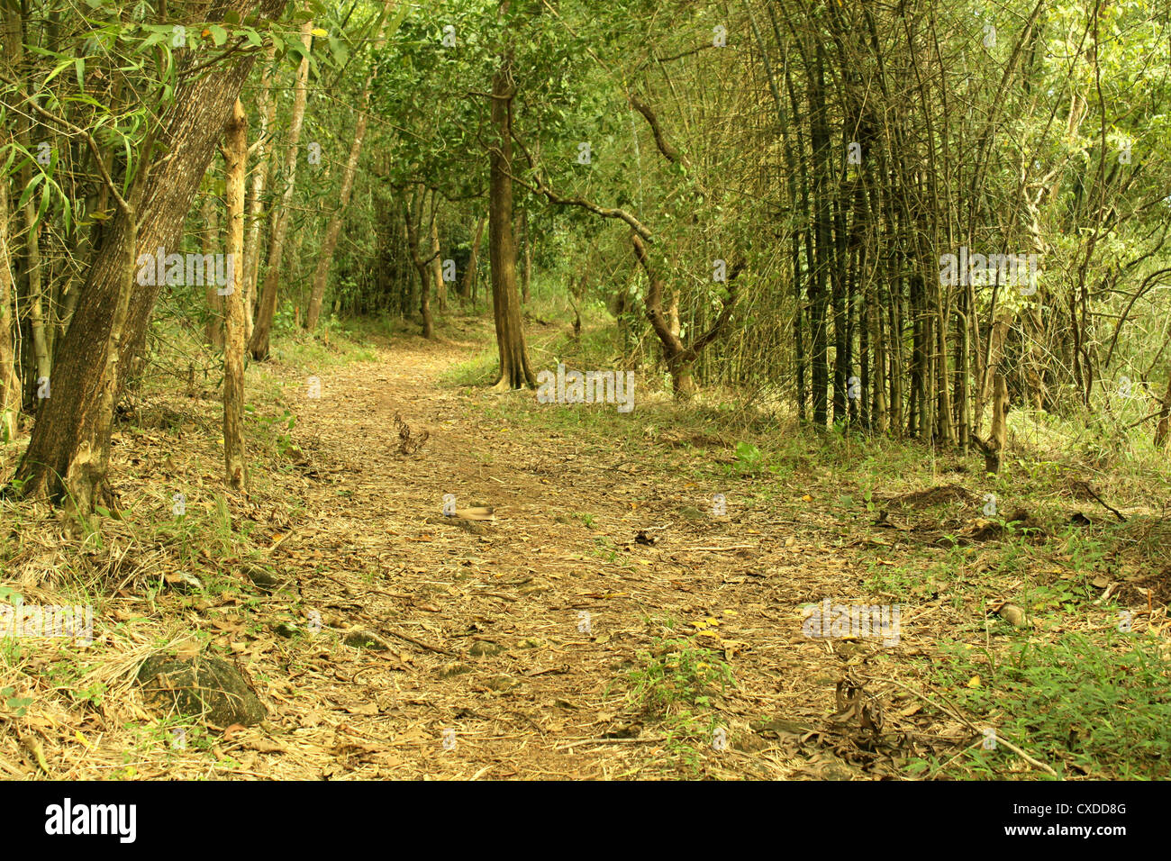 Bambus Wald Weg Stockfoto