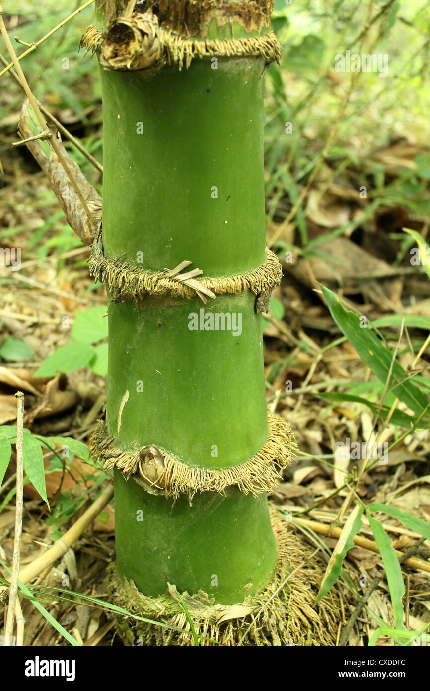 Green Bamboo Stiel mit Wurzeln Stockfoto