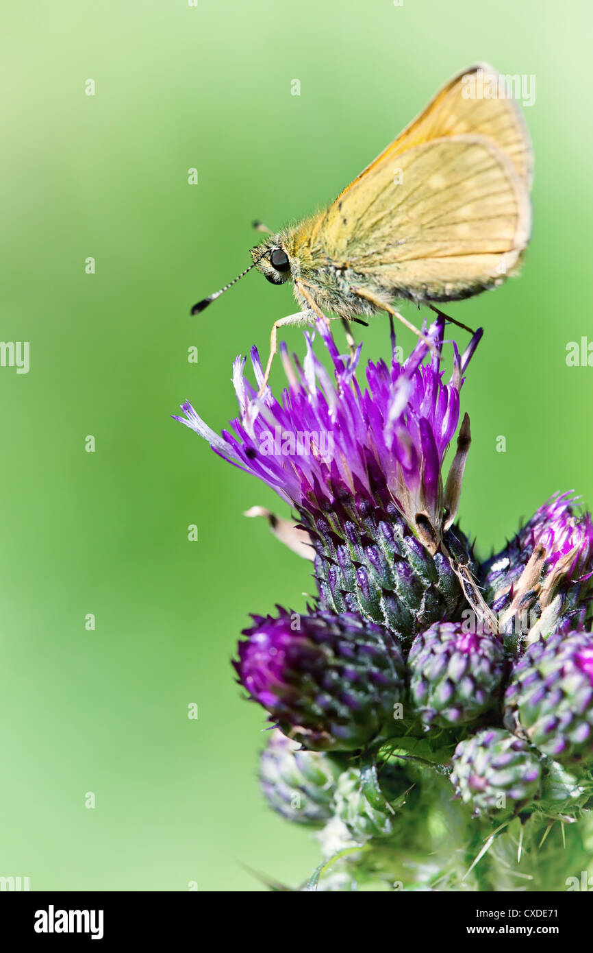 Ein kleiner Schmetterling auf Blume Stockfoto
