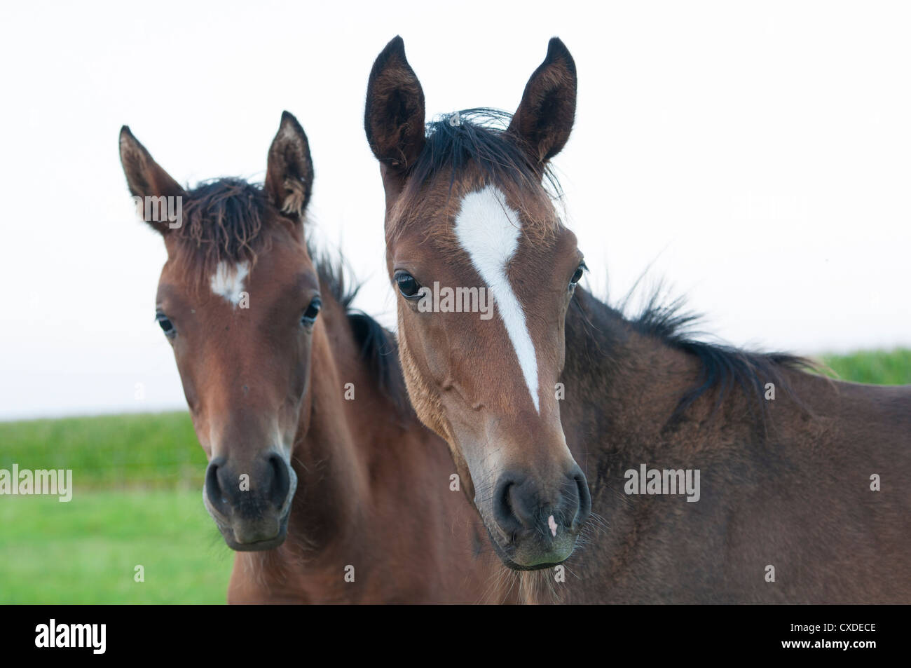 Pferde-Porträt. Stockfoto