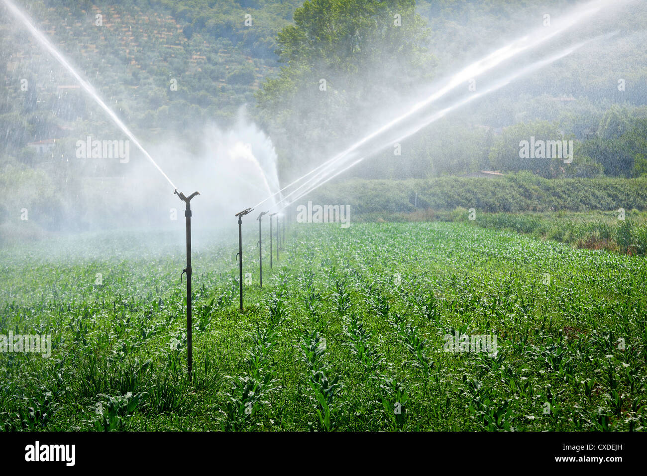 Abbildung zeigt, wie das Feld bewässert wird Stockfoto