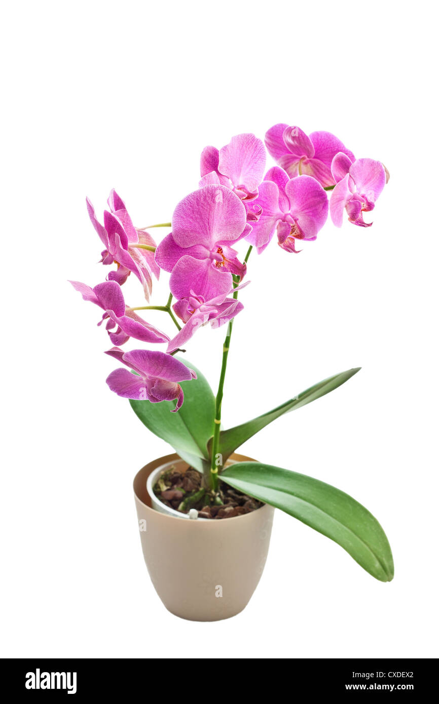 Rosa Orchidee Stockfoto