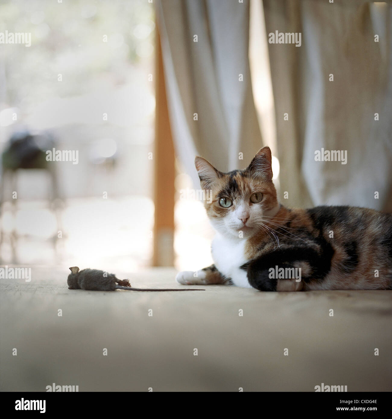 Katze auf Boden mit toten Maus Stockfoto