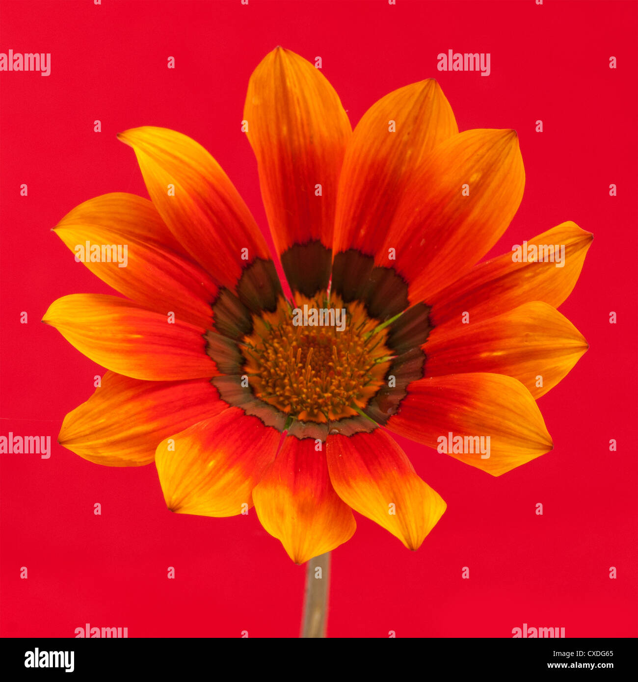 Gazanien auf rotem Grund Stockfoto