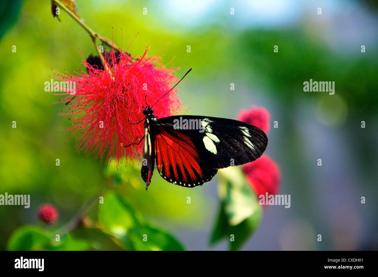 Nahaufnahme von einer schönen tropischen Schmetterling auf eine rote Blume Stockfoto