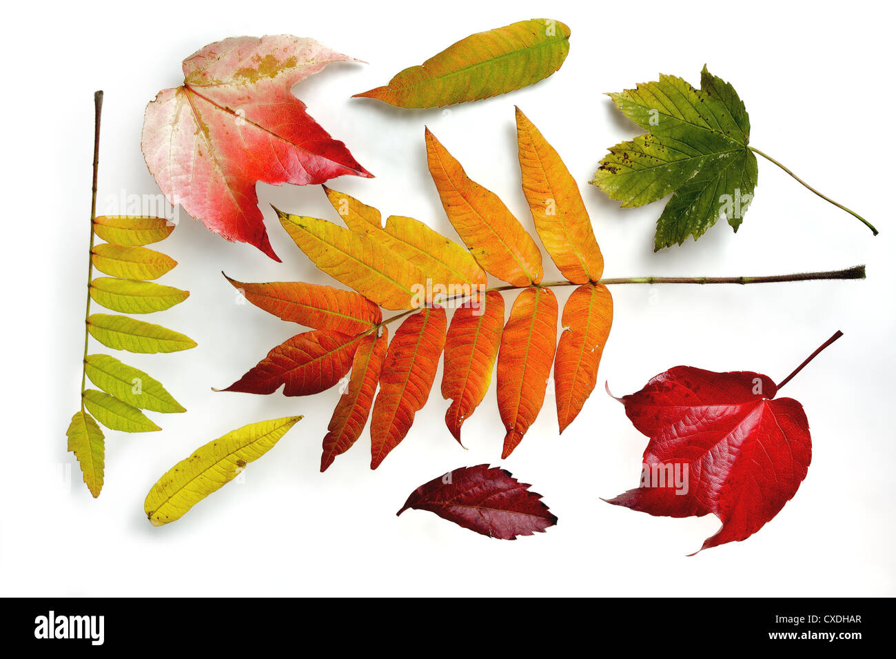 Buntes Herbstlaub auf weißem Hintergrund Stockfoto