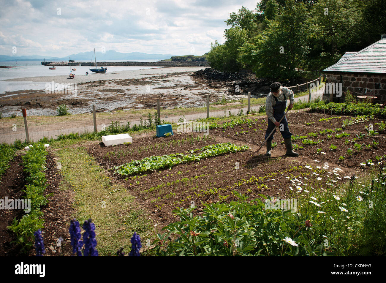 Matrose auf der schottischen Insel Ei (Eigg) neigt seine Pflanzen in einem Garten am Meer an einem sonnigen Tag. Stockfoto