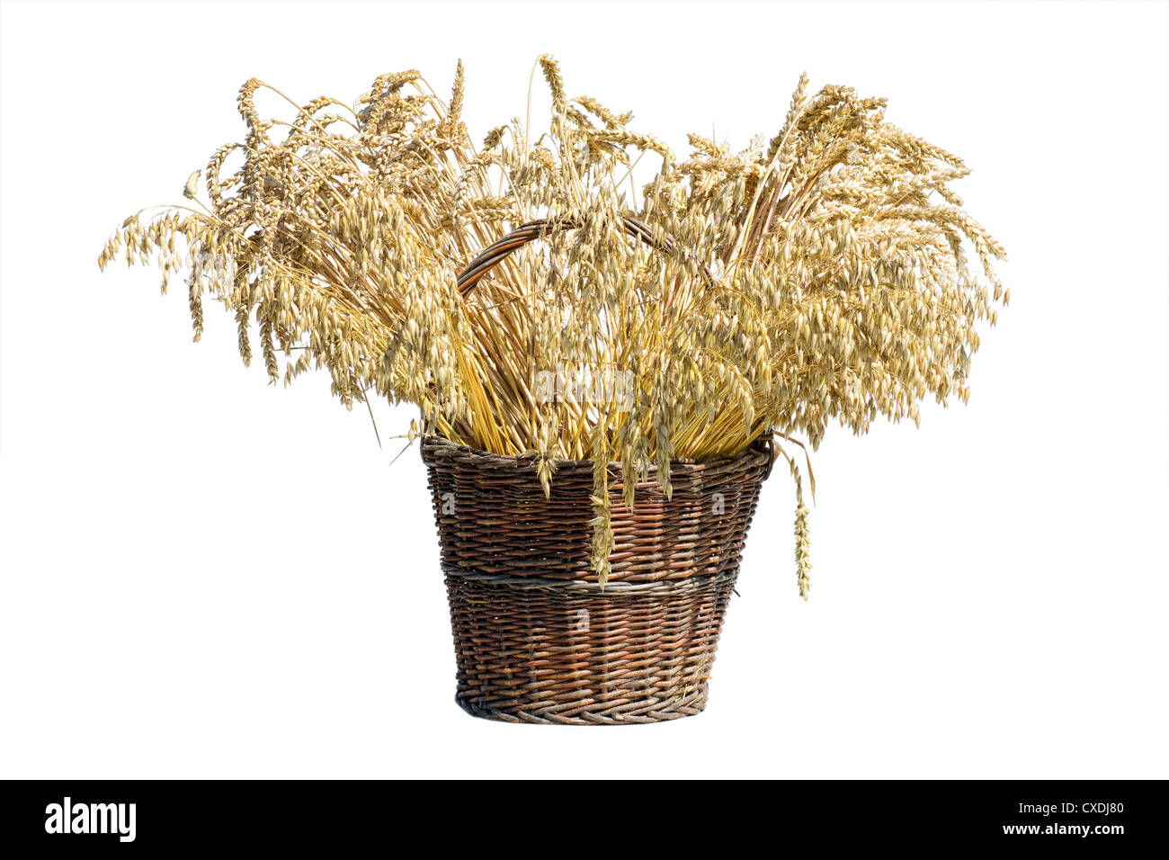Korb voll o Weizen auf weißem Hintergrund Stockfoto