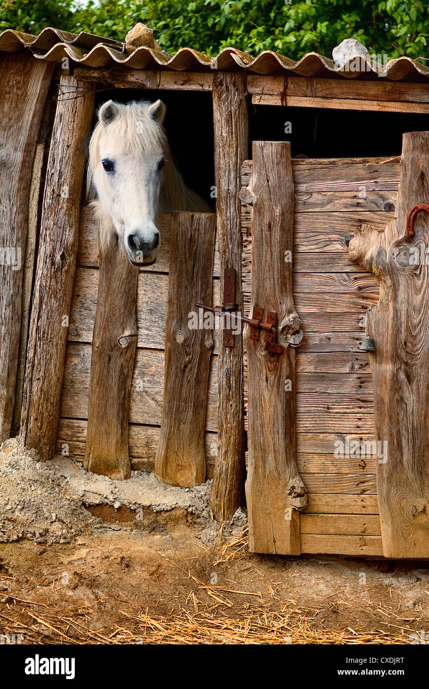 Stabile Pferd Stockfoto