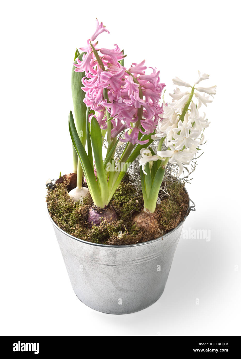 Frühling-Hyazinthe im Blumentopf isoliert Stockfoto