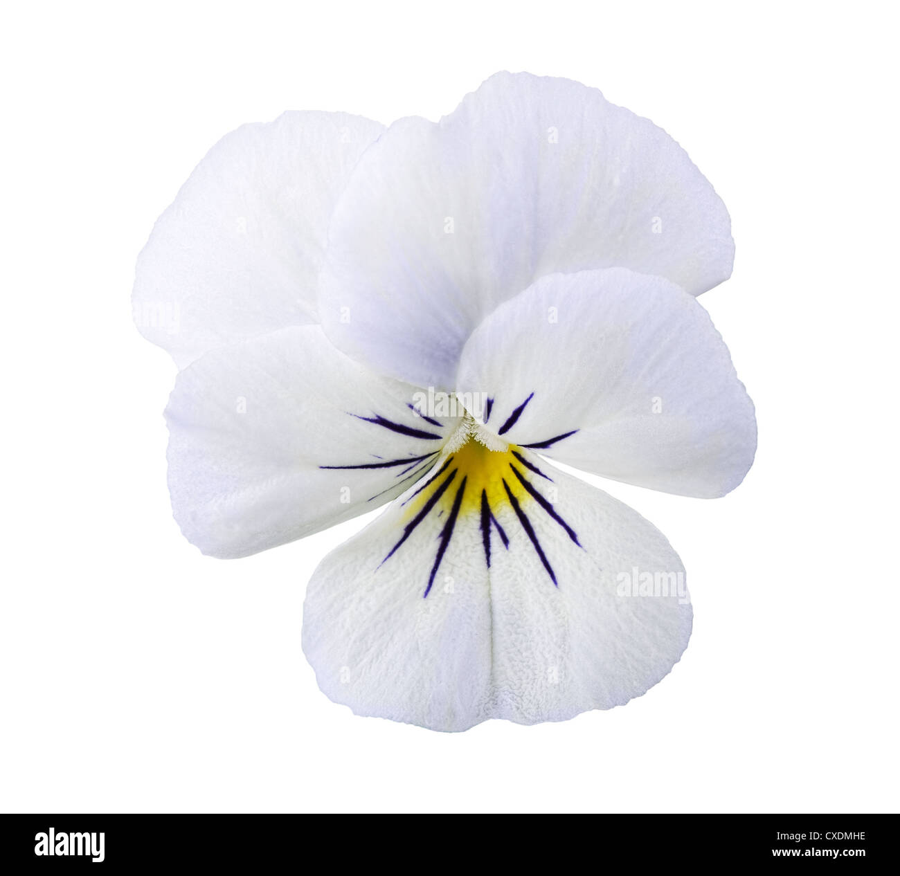 Viola Blume Stockfoto