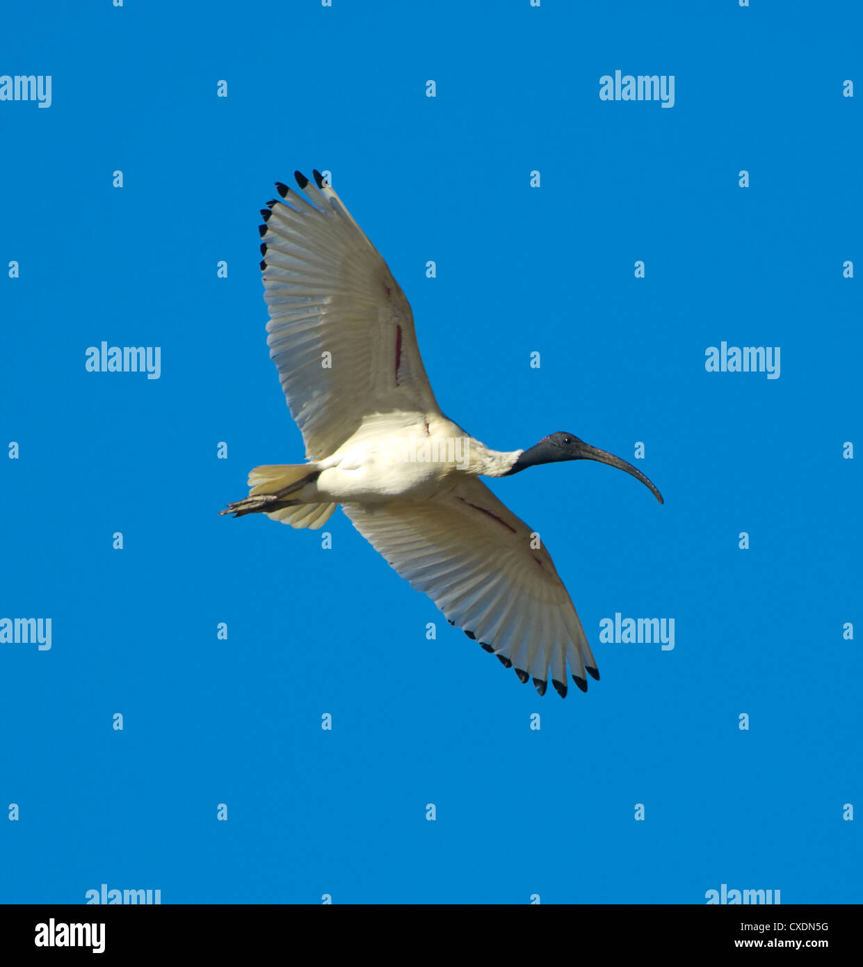 Australische White Ibis (Threskiornis Molukken) Stockfoto