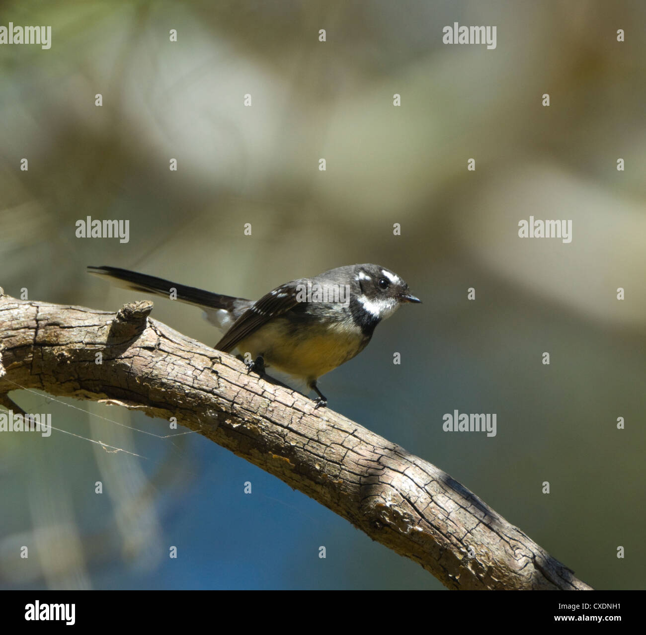 Graues Fantail (Rhipidura Fuliginosa), New-South.Wales, Australien Stockfoto